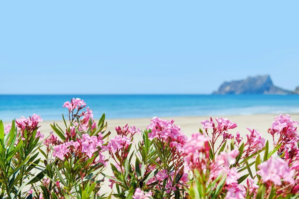 Pink flower near the seashore