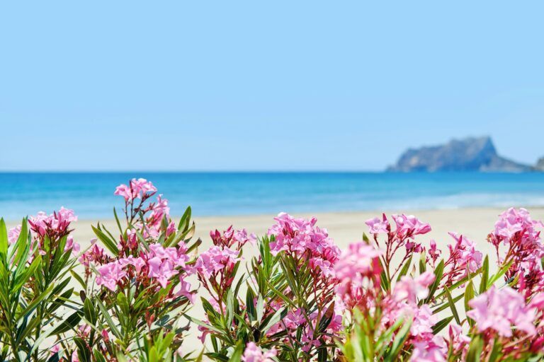 Pink flower near the seashore